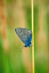 Plebejus idas, Idas Blue, is a butterfly in the family Lycaenidae. Beautiful butterfly sitting on flower.