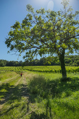 Sunrise over grape wineyards in Bordeaux area