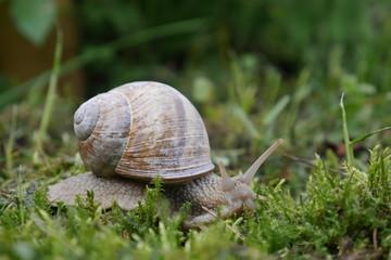Schnecke