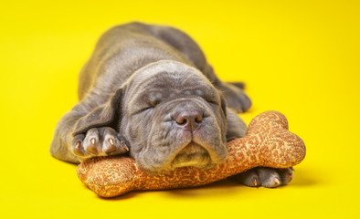 Obraz premium Beautiful young grey puppy italian mastiff cane corso (1 month)