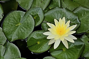 beautiful yellow lotus background