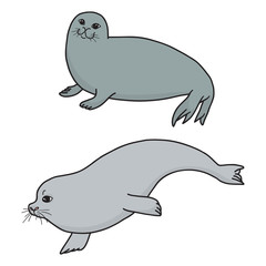 Pretty Seals isolated on white. Vector Set of marine mammal. Two seals in different poses.