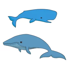 Tuinposter Cartoon vector zee walvis en cachalot. Vector schets doodle lijntekeningen. © uiliaaa