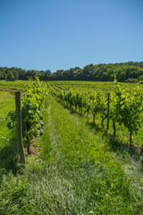 Fototapeta na wymiar Sunrise over grape wineyards in Bordeaux area