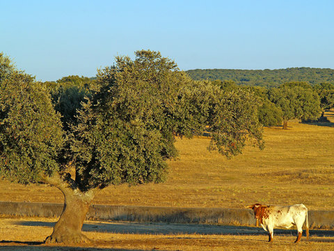 Cabestro en el Campo Charro