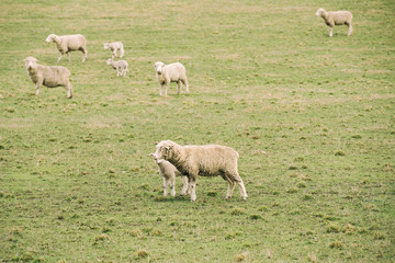 Obraz na płótnie Canvas Sheep on the farm during the day in Tasmania.