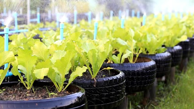 Green lettuce in organic vegetable farm