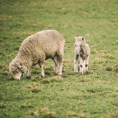 Naklejka na ściany i meble Sheep on the farm during the day in Tasmania.