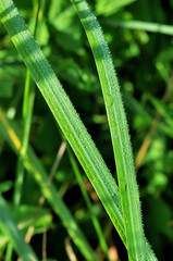 fresh green grass with water drops