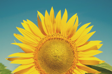 Sunflower at blue sky background, agricultural oil farming