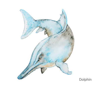 Dolphin water color vector on a white background