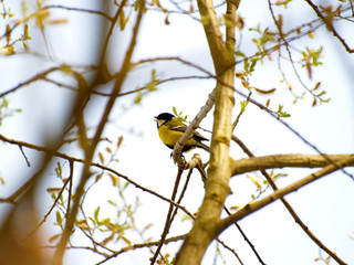 Carbonero cantando en la rama de un árbol en primavera