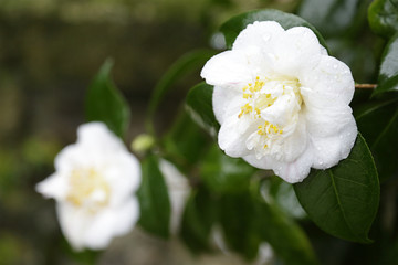 Close up of a white camellia flower in full bloom in the garden in a rainy day