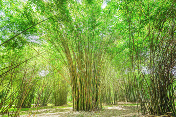 Obraz premium High bamboo forest in the countryside