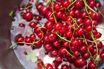 Black and red currants closeup background in metallic bowl