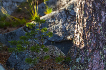 young northern fur-tree in the rocks