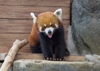 Красная панда