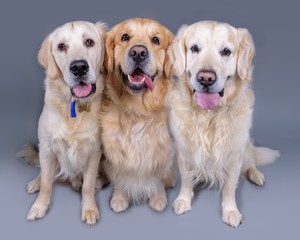 Dog on background. taken in a studio.