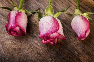 three white and pink rose with water drops on wood