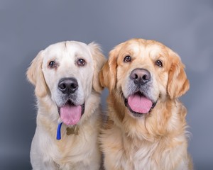 Dog on background. taken in a studio.