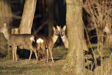 Beautiful young deer in forest (Cervidae)