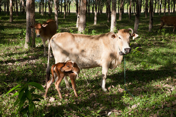 Naklejka na ściany i meble A family of brown cow on a rubber tree plantation