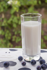 Glass of milk on the white cow-mat with blueberries and green tree as background