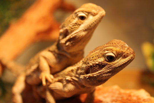Zwergbartagame Paar &copy;MOODYARTS