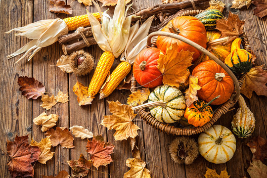 Autumn still life with pumpkins, corncobs and leaves
