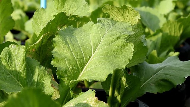 Green lettuce in organic vegetable farm