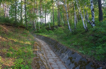 Березовая роща с водосточной канавой 