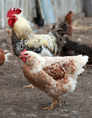 Leghorn Chicken and rooster walk in the farm yard.