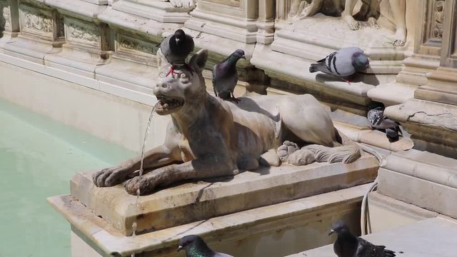 Pigeons drinking in the Fountain of joy at Piazza del Campo in Siena, Tuscany Italy