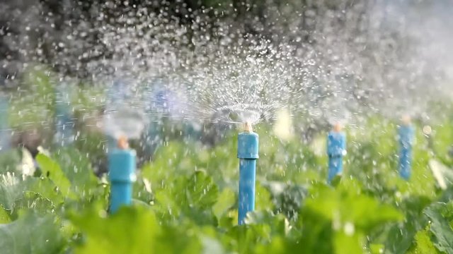 Water sprinkler system working in a green vegetable garden.