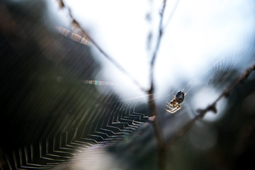 small spider (Metellina segmentata) in a big net between branches
