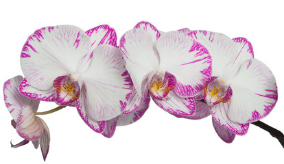 Sprig of orchid pink large