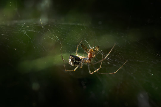 spider, sheet weaver (Linyphia triangularis) eats its prey in the net in the dark forest