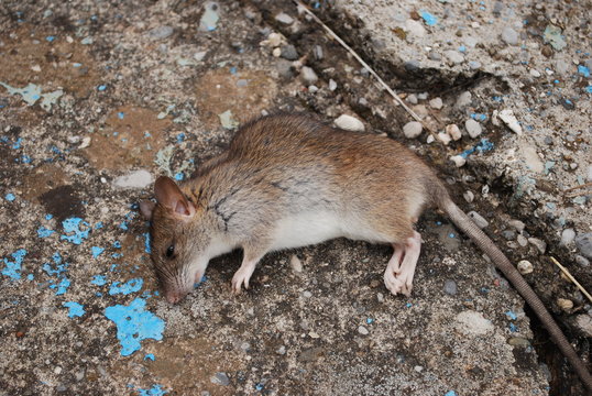 Wounded brown rat on a paved road.