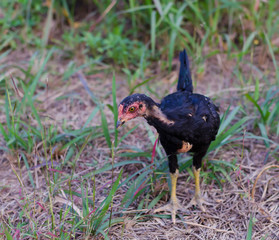 Thai baby Cockfight in nature,Thailand