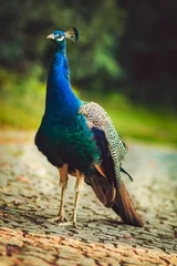 Crédence de cuisine en verre imprimé Paon Blue peacock