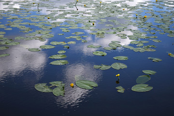 Beautiful water lilies on a lake in Sweden (Wallpaper, background)