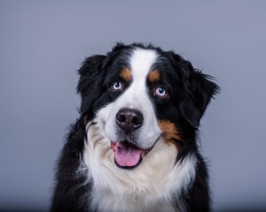 Dog on background. taken in a studio.