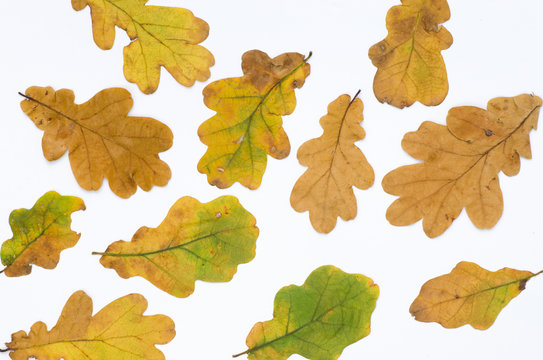 fall leaves on white background