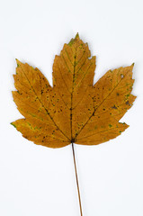 fall leaf on white background