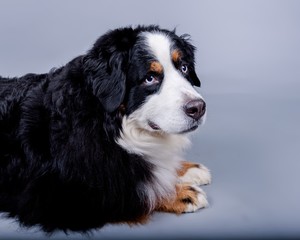Dog on background. taken in a studio.