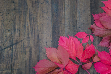 Red virginia creeper on a dark wooden background. Upper view with copy space 