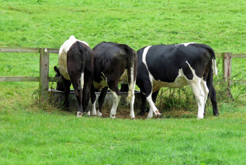 Fototapeta na wymiar Three cows feeding at a trough in a field