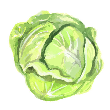 Watercolor isolated cabbage on white background. Fresh and healthy fruit with vitamins. Natural vegan food.
