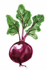 Watercolor isolated beet root. Fresh and healthy fruit with vitamins. Natural vegan food.