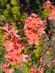 Coral flowers of a rhododendron (Rhododendron L.), close up